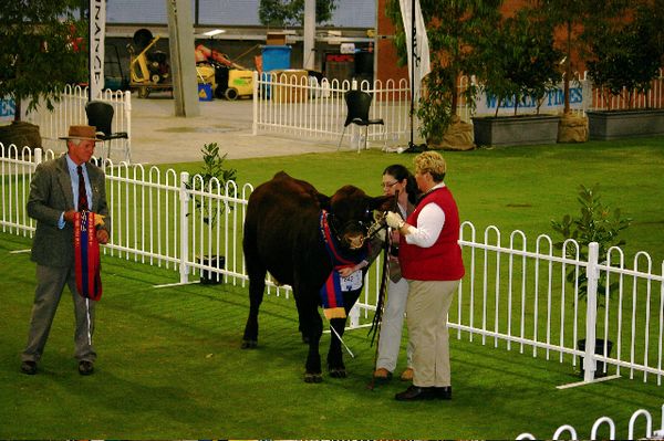 Junior Champion Bull Raedean Maximus RASV 2007