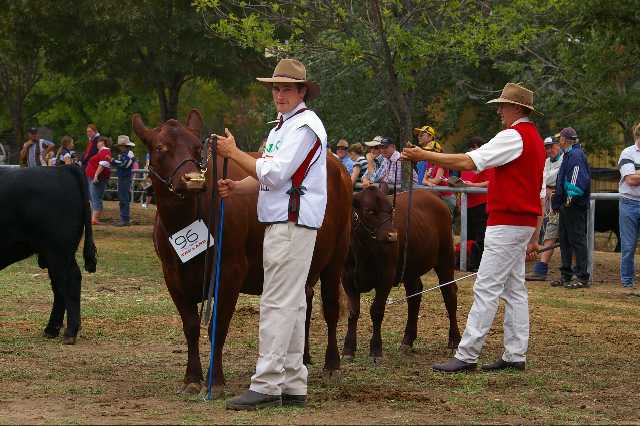 Lynbarry Lusture - Senior Champion Red Poll Cow Canberra 2007